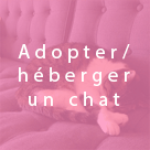 Pour adopter ou héberger un chat, cliquez ici.